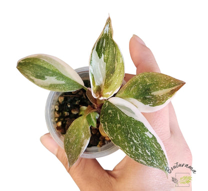 Philodendron Red Anderson
