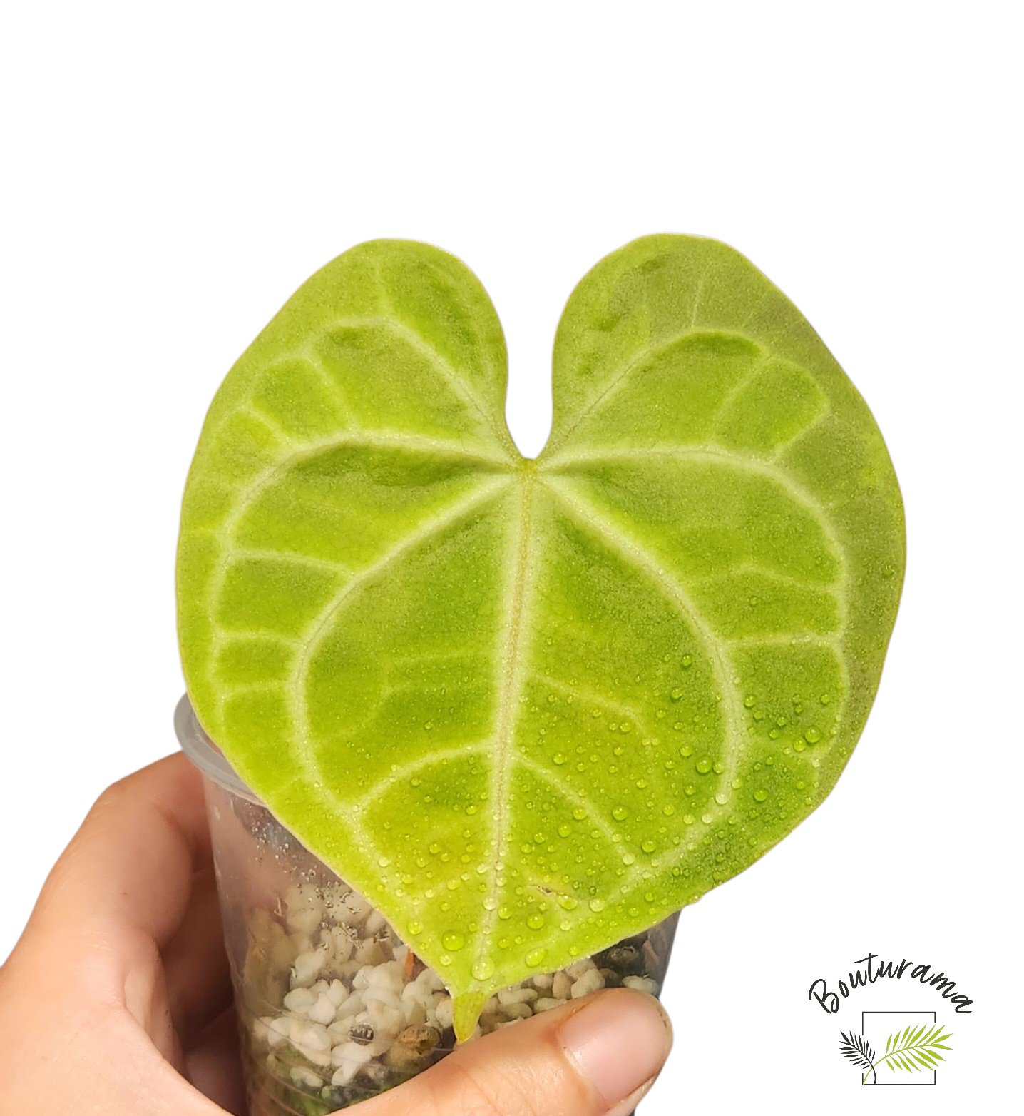 Anthurium Clarinervium