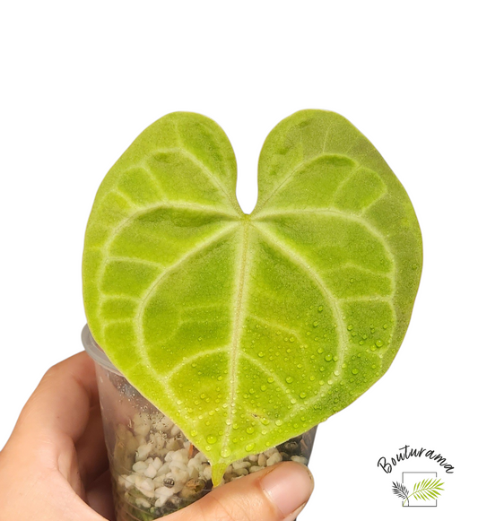 Anthurium Clarinervium
