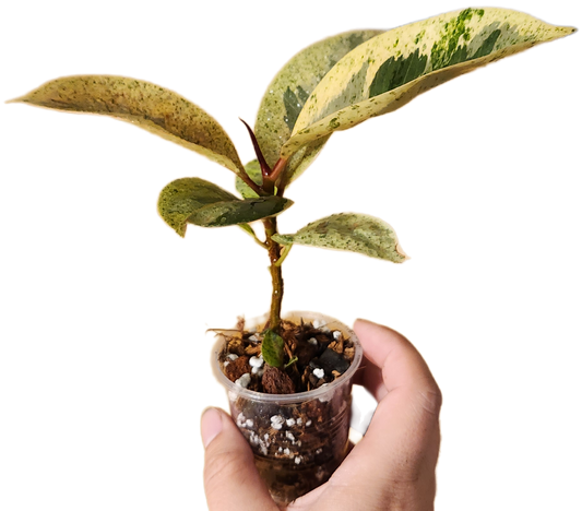 Ficus Shivereana