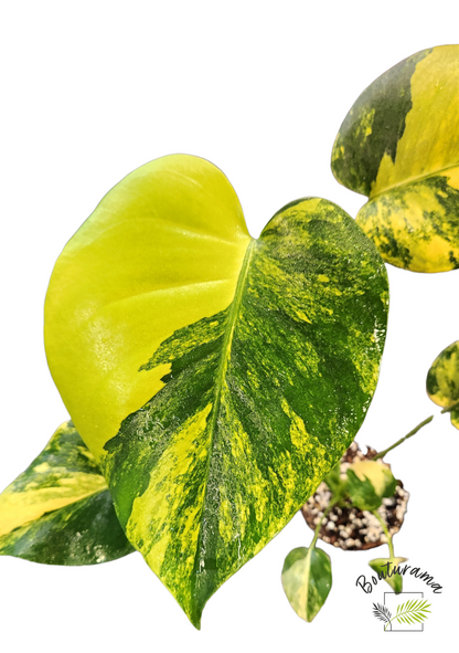 Monstera "Yellow Marilyn"