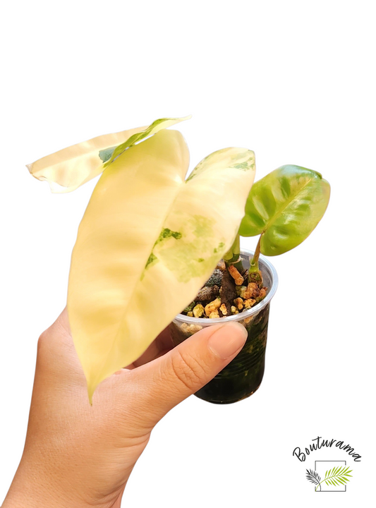 Philodendron Burle Marx Variegata
