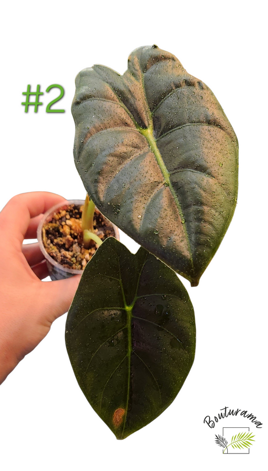 Alocasia Golden Bone