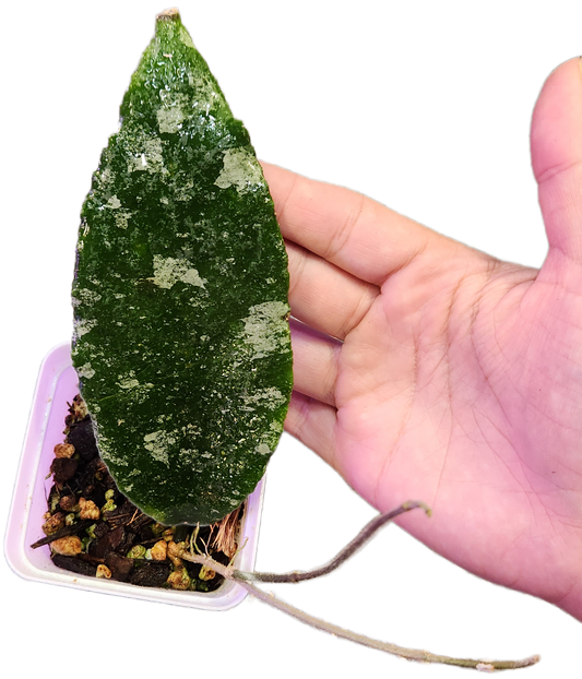 Hoya Caudata Silver