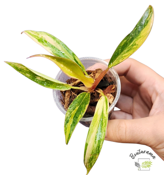 Philodendron Caramel Marble