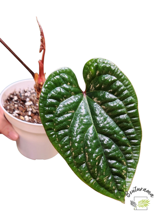Anthurium Radicans x Luxurians