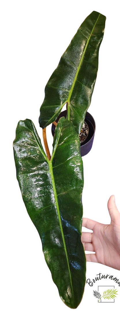Philodendron Billietiae
