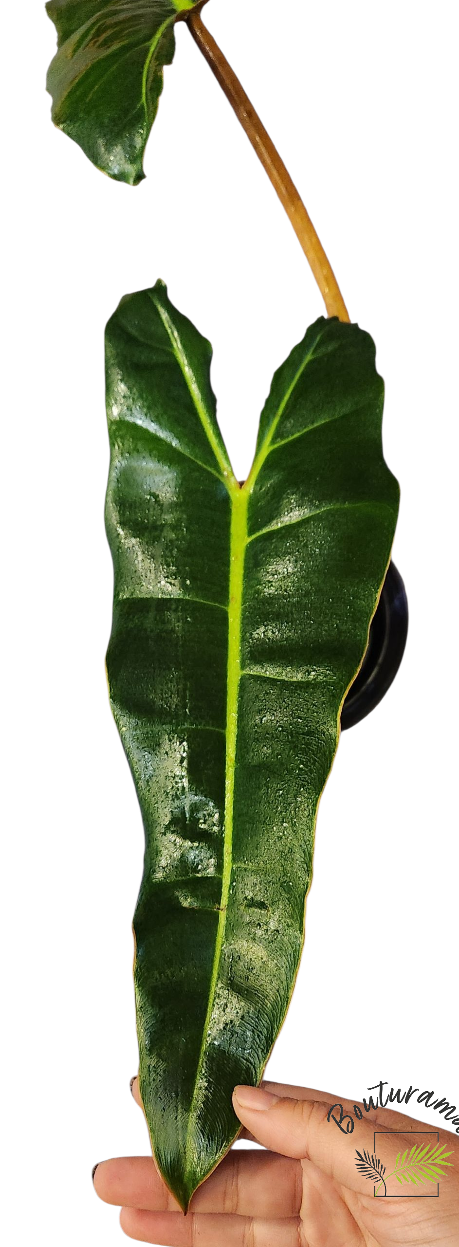 Philodendron Billietiae