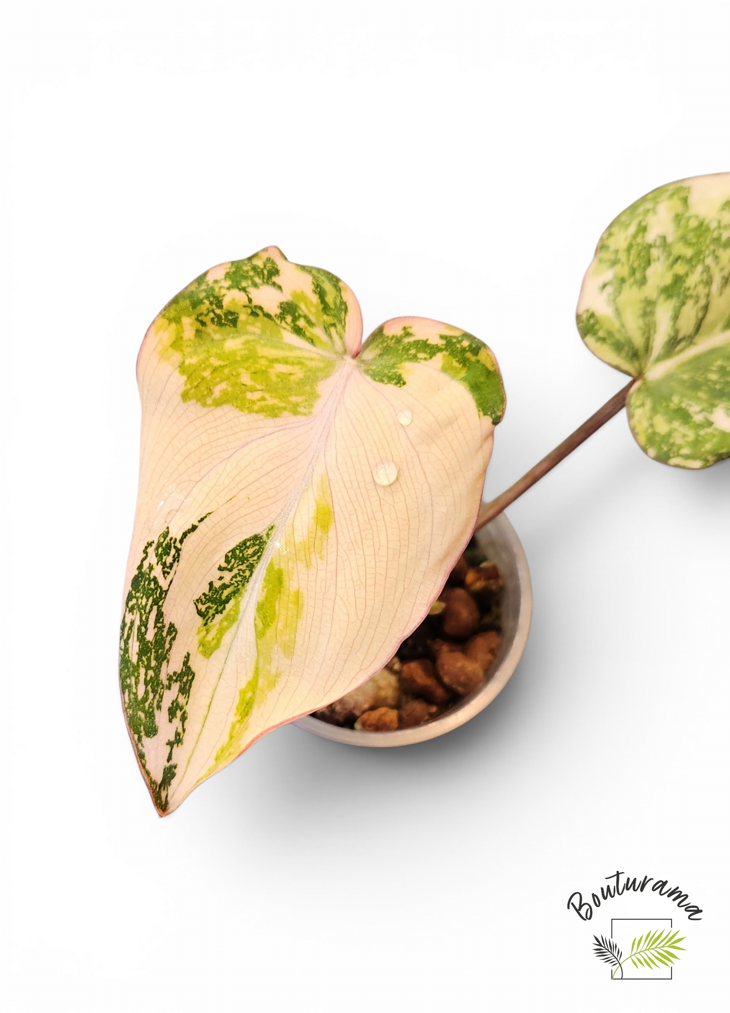 Philodendron Gloriosum Variegata