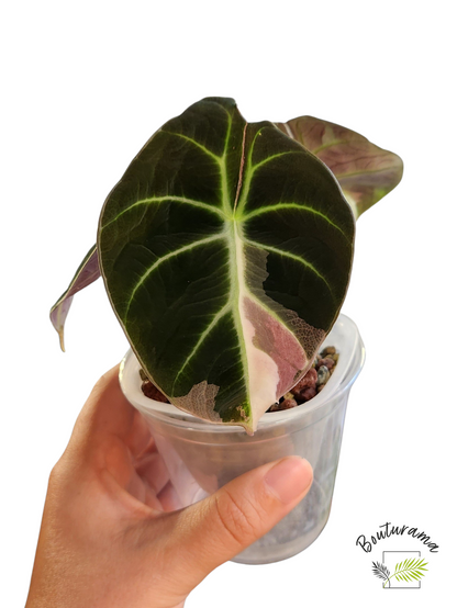 Alocasia Black Velvet Pink