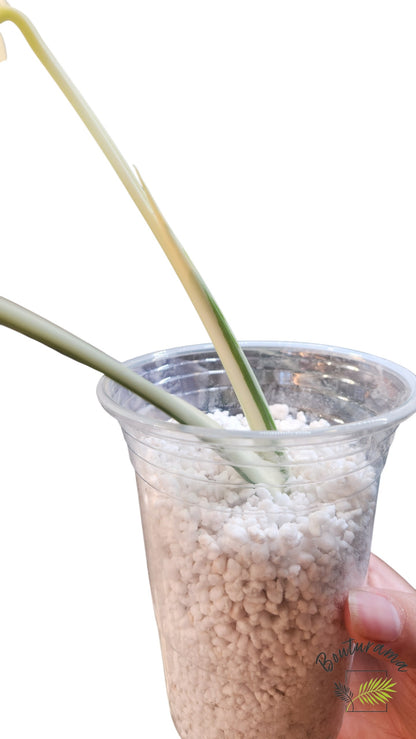 Monstera Albo