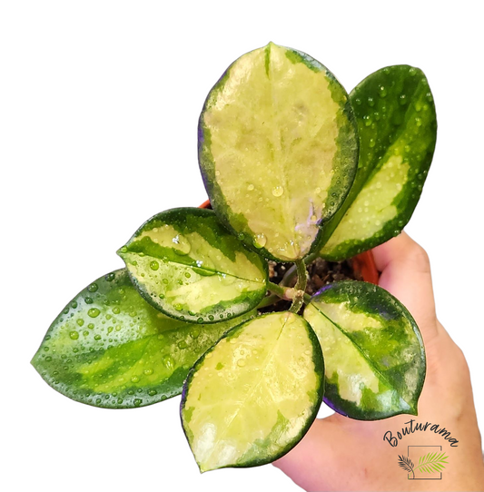 Hoya Australis Lisa