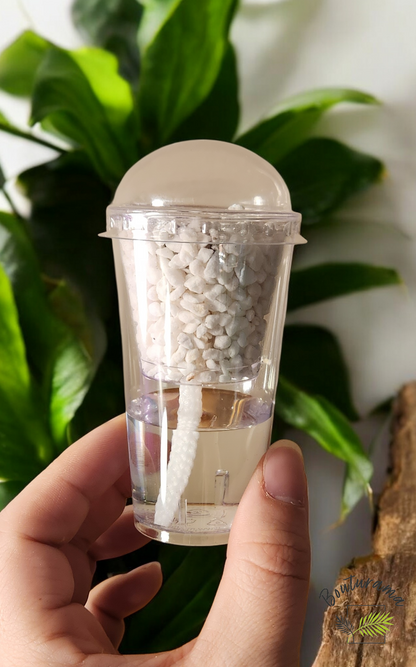 Pot semi-hydro / pour bulbilles d'alocasia