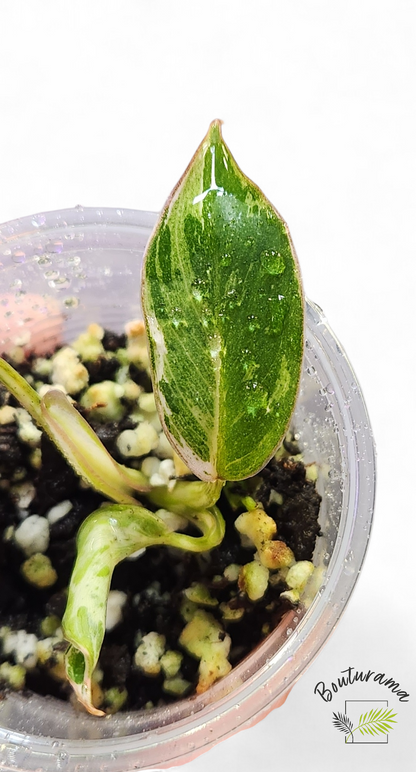 Philodendron Emerald Ice Aurea variegated