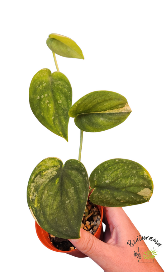 Scindapsus Mangurai