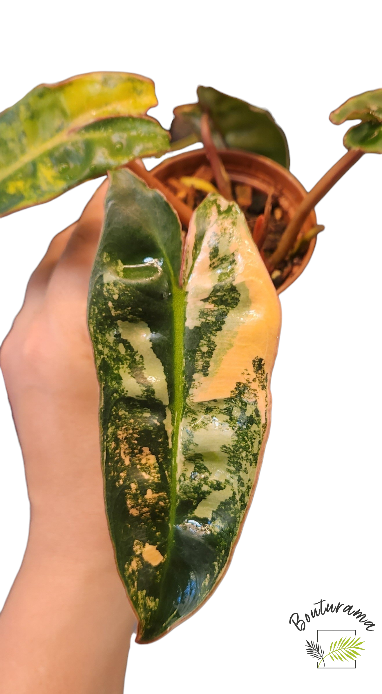 Philodendron Billietiae Variegata