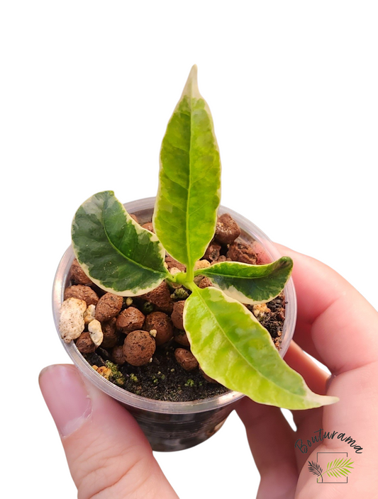 Hoya Multiflora White Margins Variegated