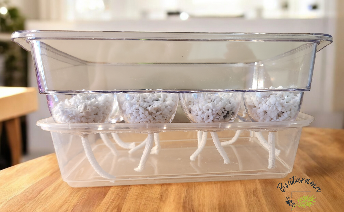 Plateau semi-hydro / pour bulbilles d'alocasias