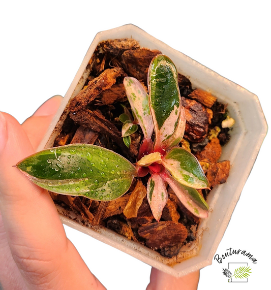 Philodendron Red Congo Dwarf Mint Variegated