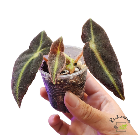 Begonia Listada