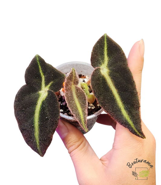Begonia Listada