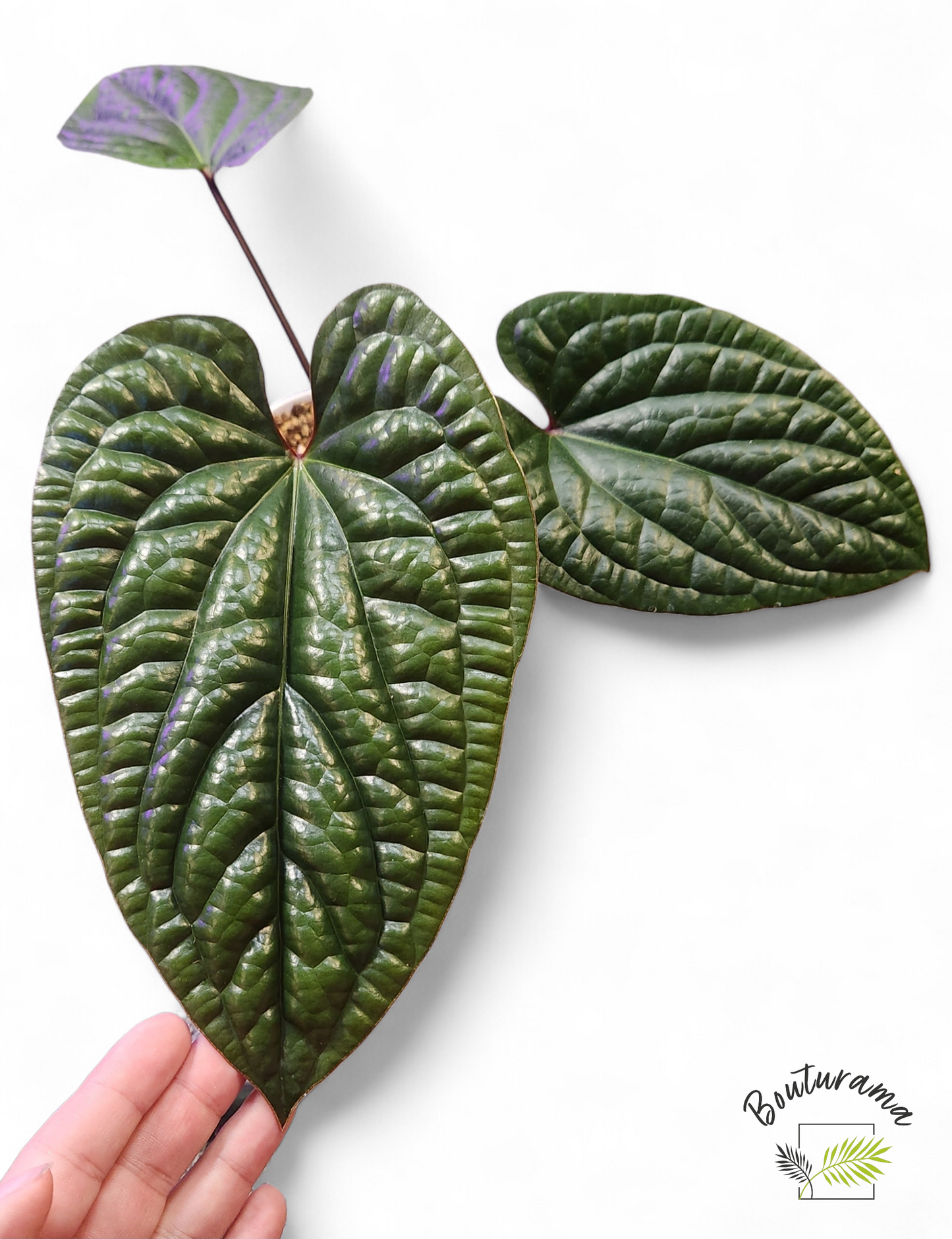 Anthurium Radicans x Luxurians