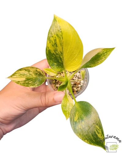 Philodendron Warscewiczii Variegata (tc)