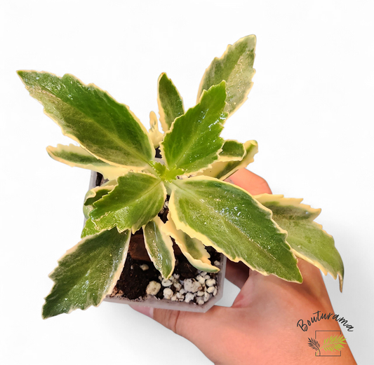 Kalanchoe Lacinata Variegata