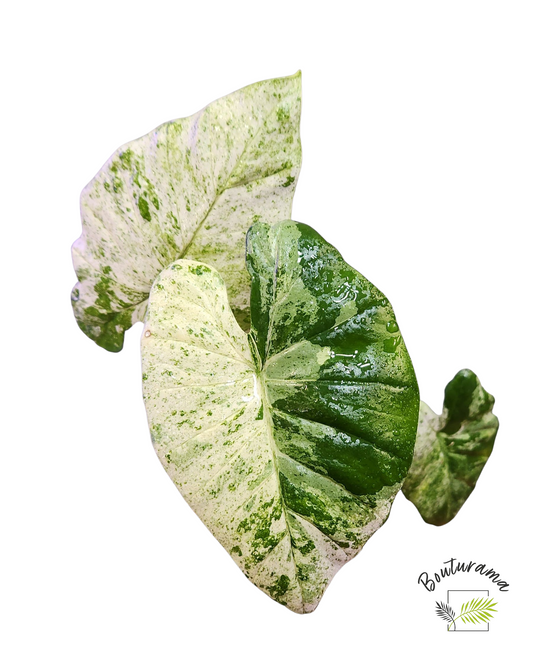 Alocasia Macrorrhiza Camouflage