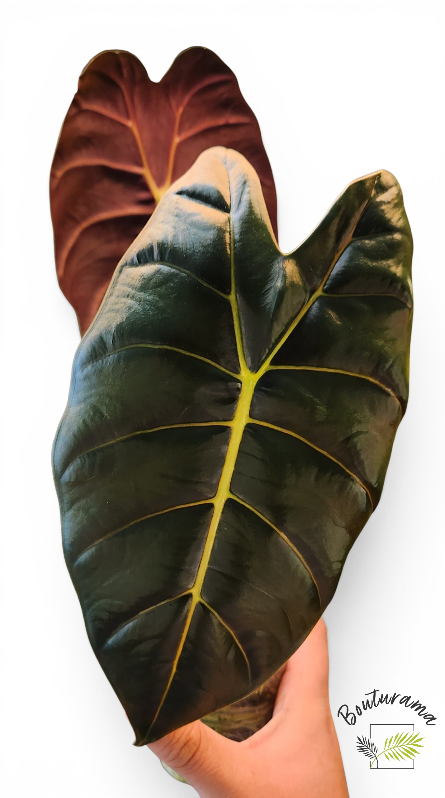 Alocasia Golden Bone