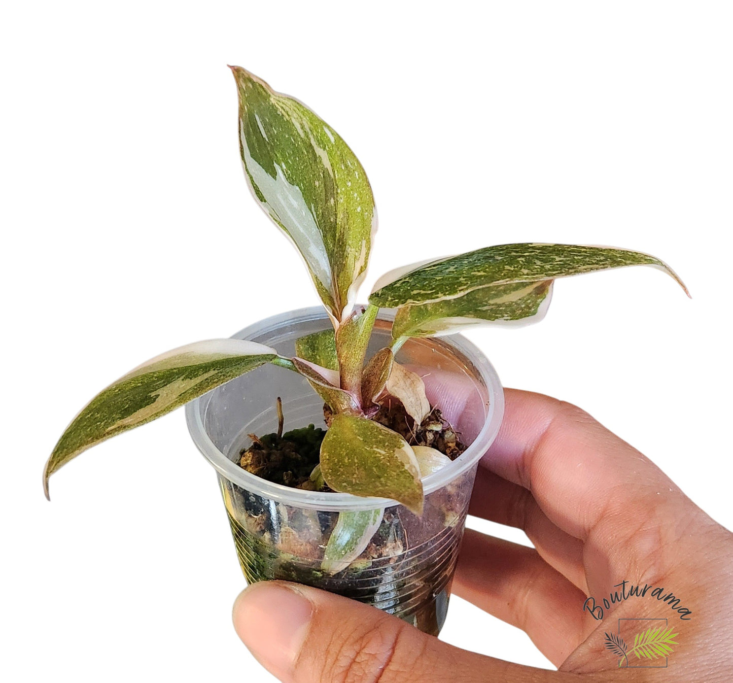 Philodendron Red Anderson