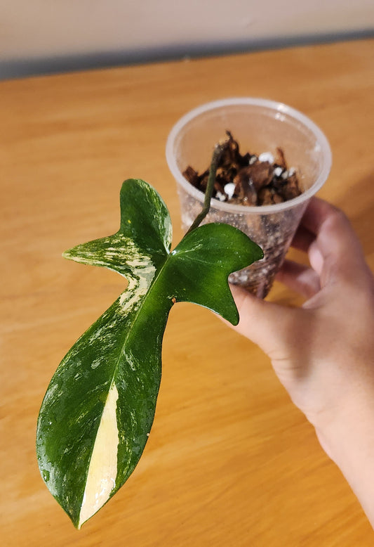 Philodendron Florida Beauty