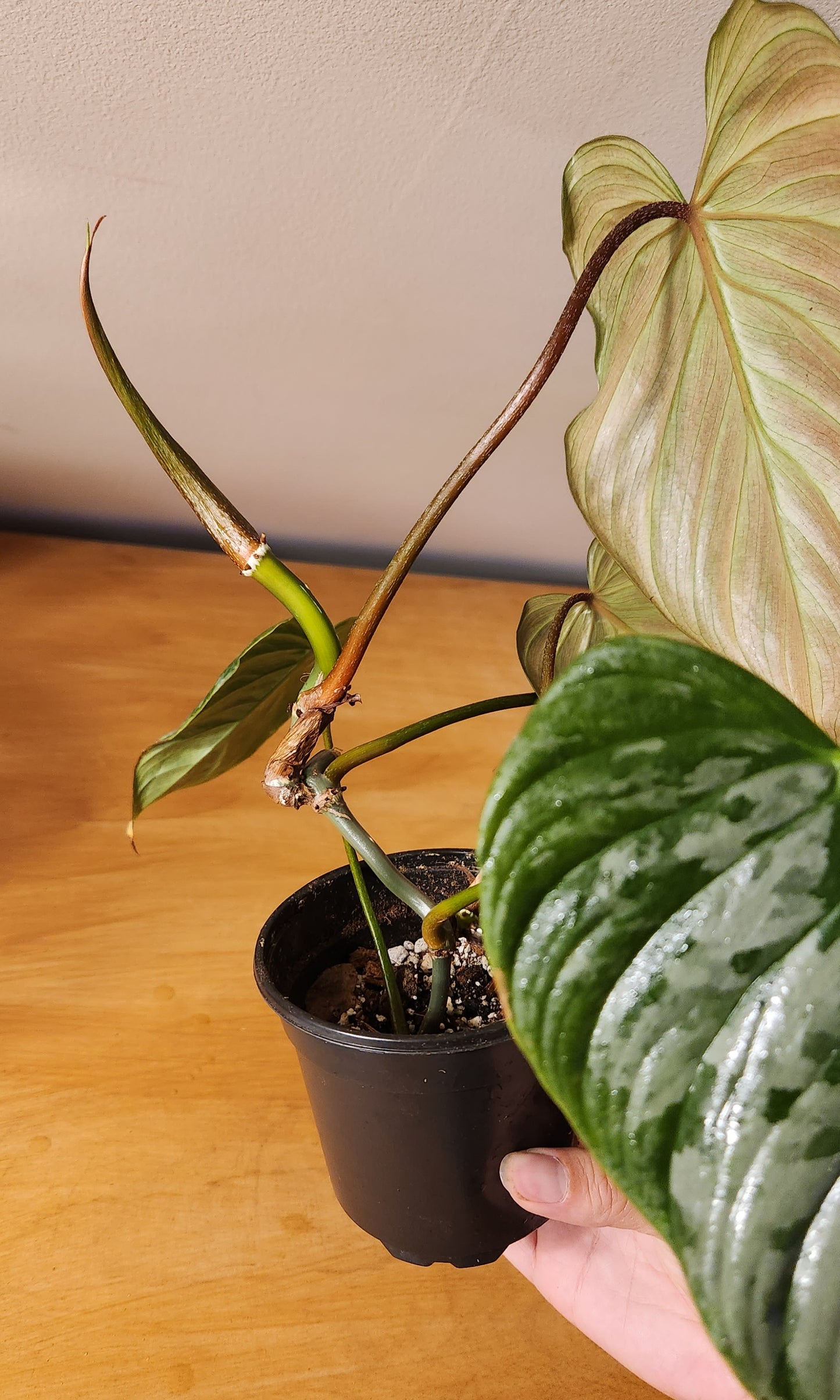 Philodendron Majestic