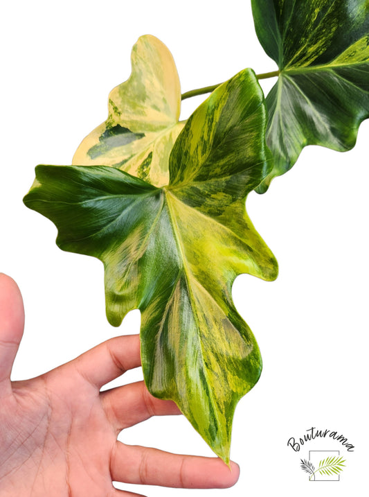 Philodendron Williamsii Variegated