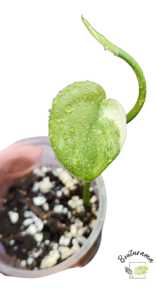 Scindapsus Mangurai