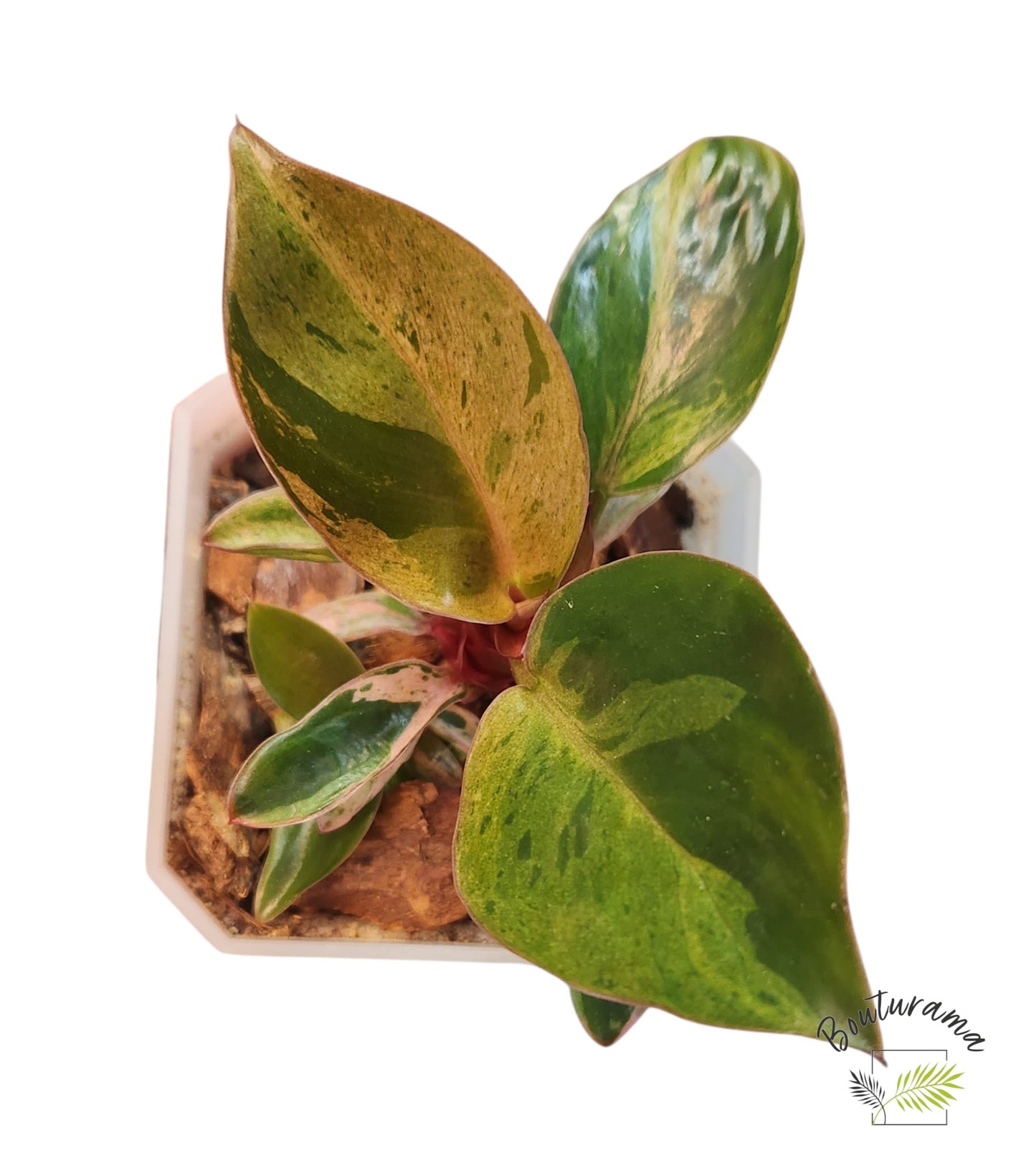 Philodendron Red Congo Dwarf Mint Variegated