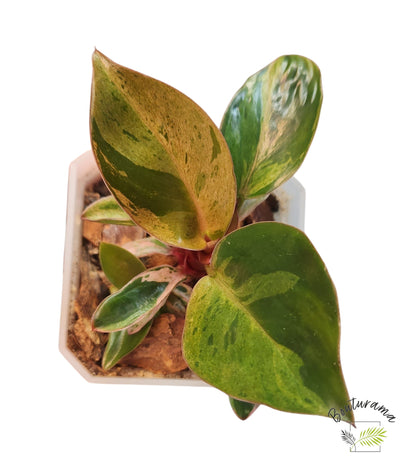Philodendron Red Congo Dwarf Mint Variegated