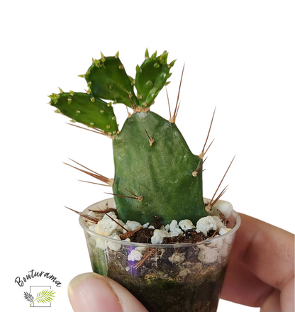 Opuntia Brasiliensis