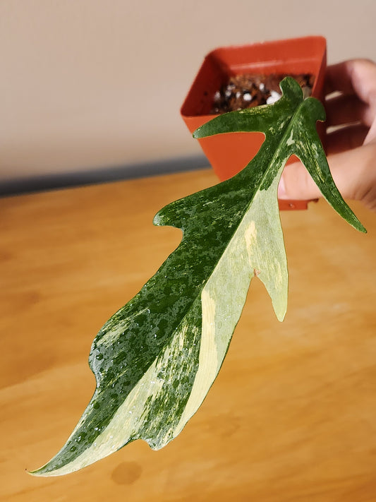 Philodendron Florida Beauty x Tortum