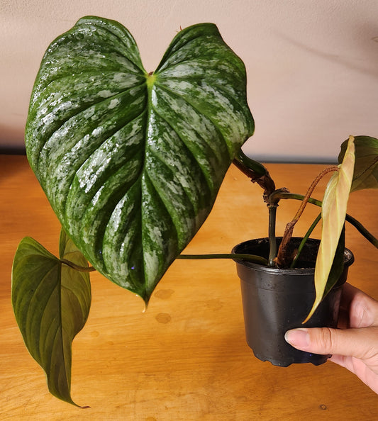 Philodendron Majestic