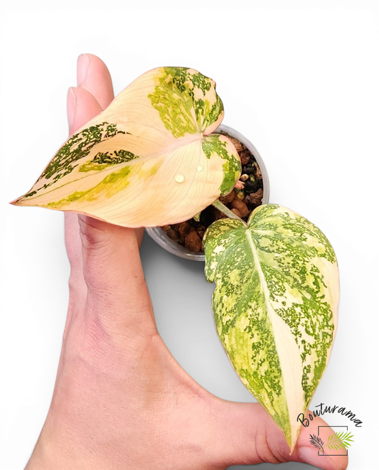 Philodendron Gloriosum Variegata