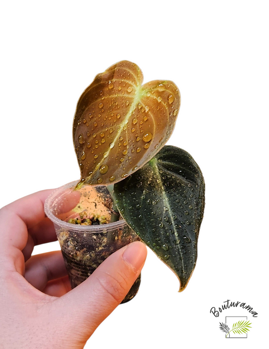 Philodendron Melanochrysum