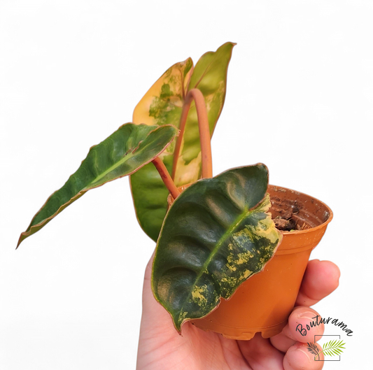 Philodendron Billietiae Variegata