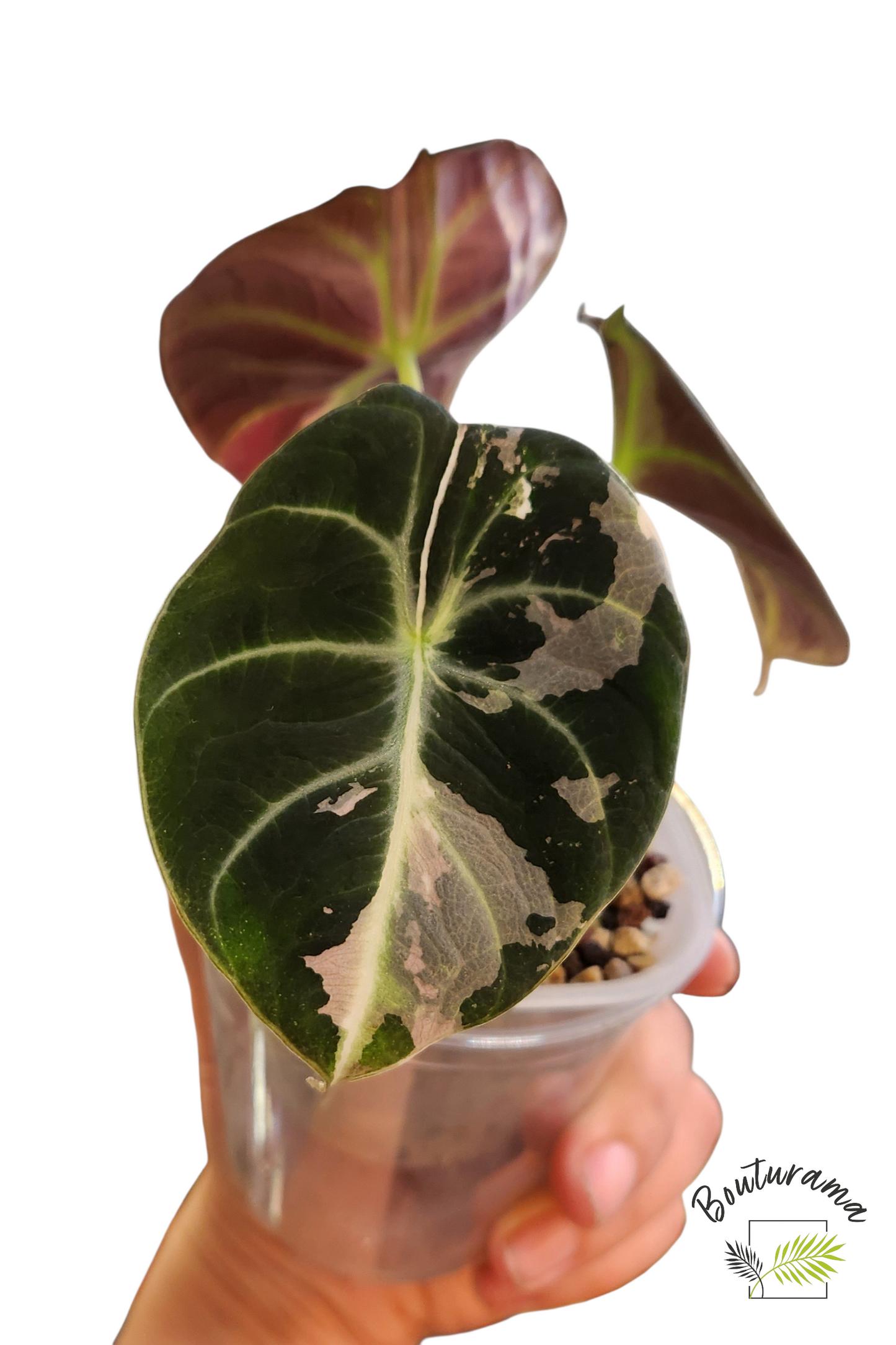 Alocasia Black Velvet Pink