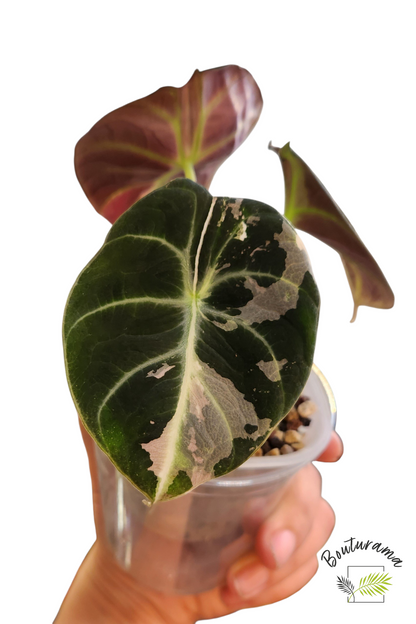 Alocasia Black Velvet Pink