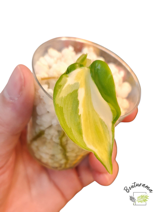 Philodendron Cream Splash