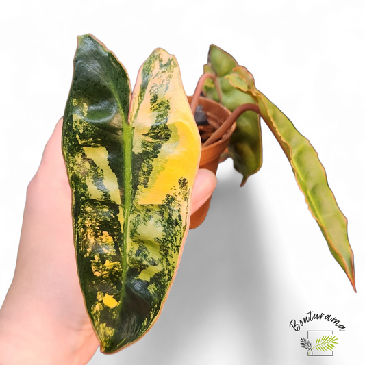 Philodendron Billietiae Variegata