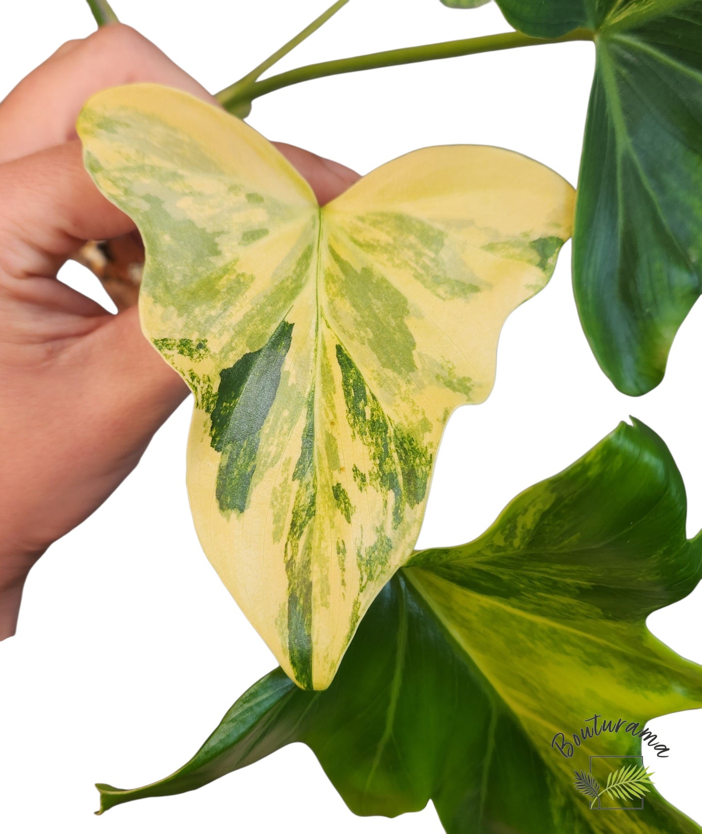 Philodendron Williamsii Variegated