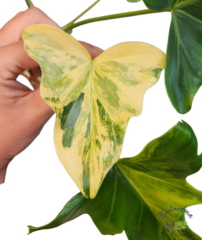 Philodendron Williamsii Variegated