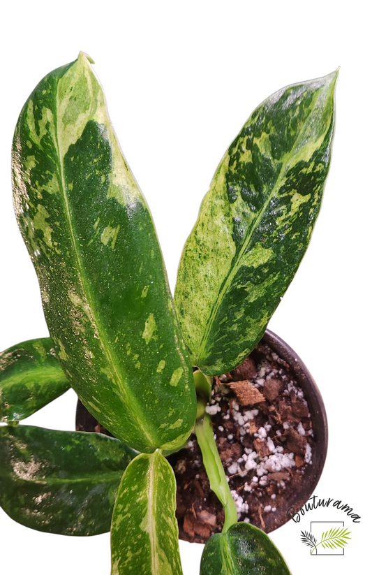 Philodendron Jose Buono